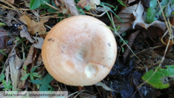 Lactarius deliciosus