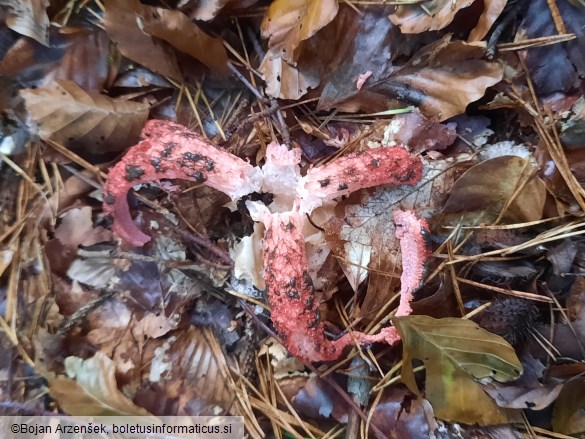 Clathrus archeri