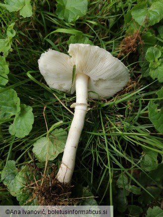 Leucoagaricus leucothites
