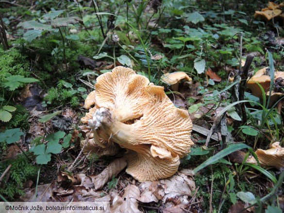 Cantharellus amethysteus