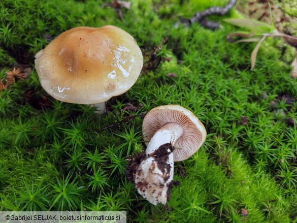 Cortinarius vibratilis