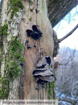 Auricularia auricula-judae