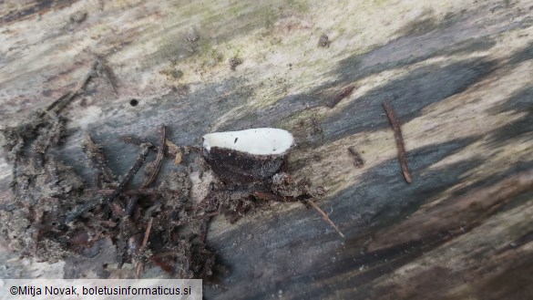 Hypomyces cervinus