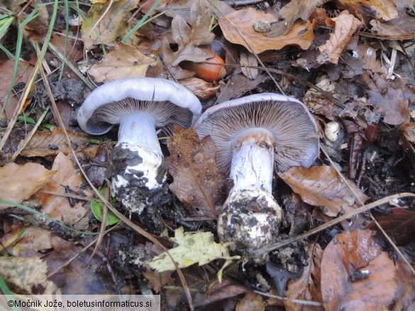 Cortinarius eucaerulescens