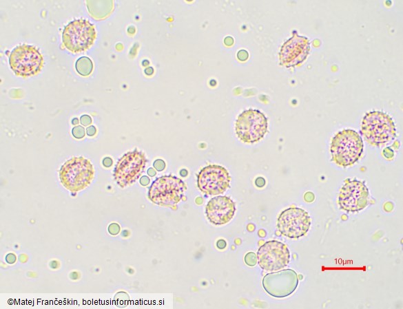 Laccaria laccata