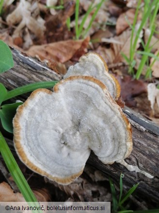 Trametes hirsuta