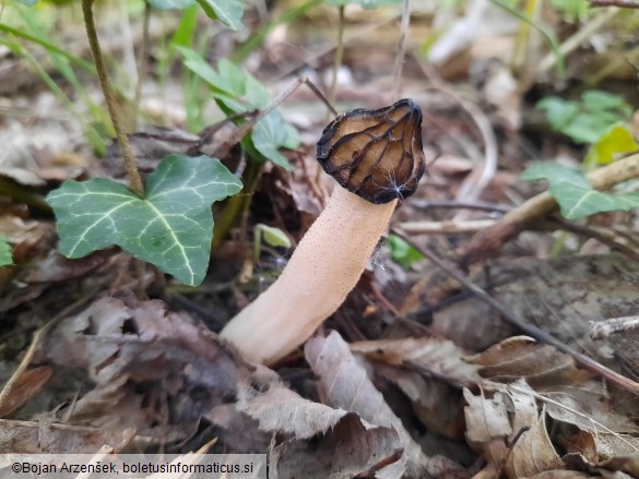 Morchella semilibera