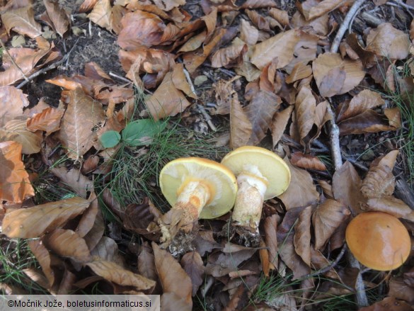 Suillus grevillei