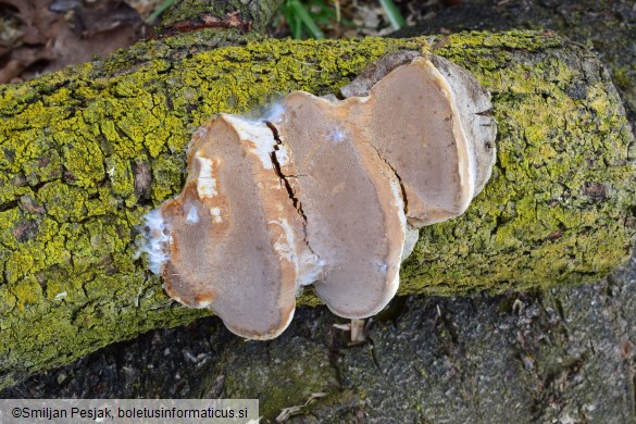 Phellinus pomaceus