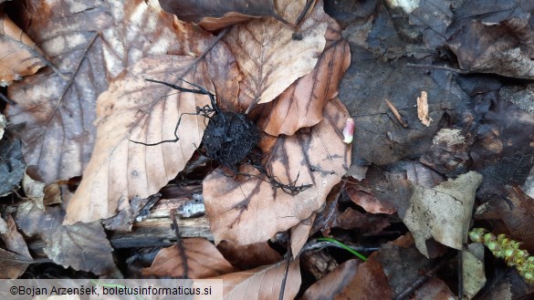 Xylaria carpophila