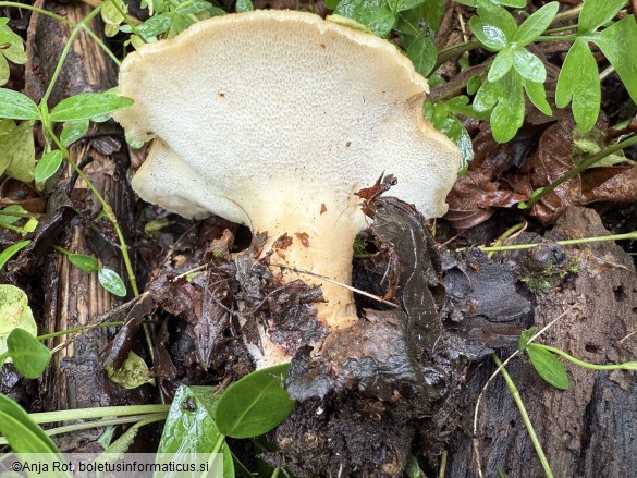 Polyporus tuberaster