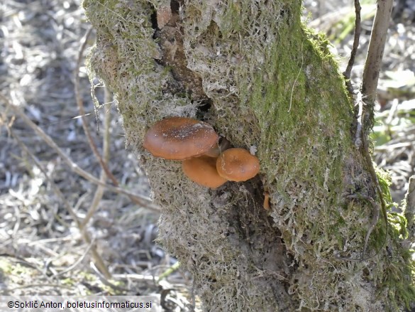 Flammulina elastica