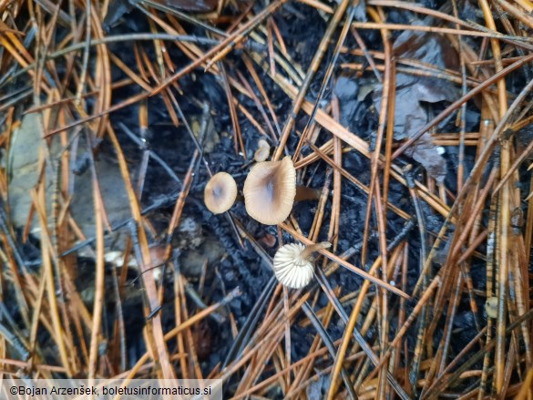 Tephrocybe atrata