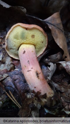 Rheubarbariboletus armeniacus