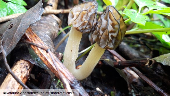 Morchella semilibera