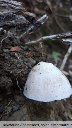 Pluteus inquilinus