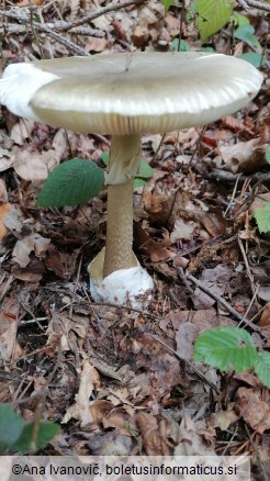 Amanita phalloides