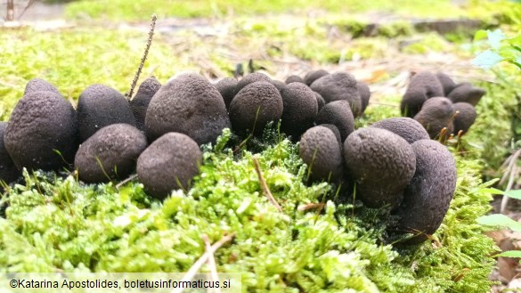 Xylaria polymorpha