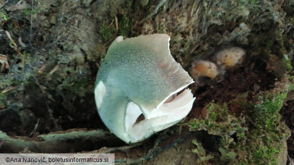 Russula virescens