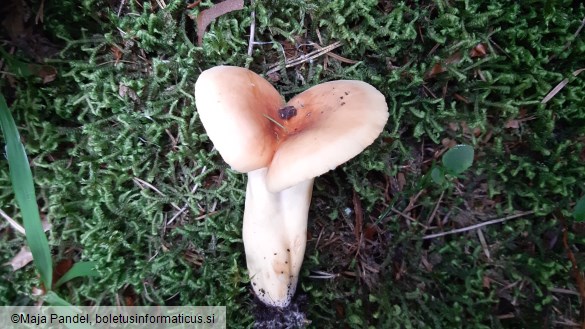 Lactarius volemus