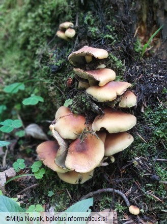 Hypholoma fasciculare