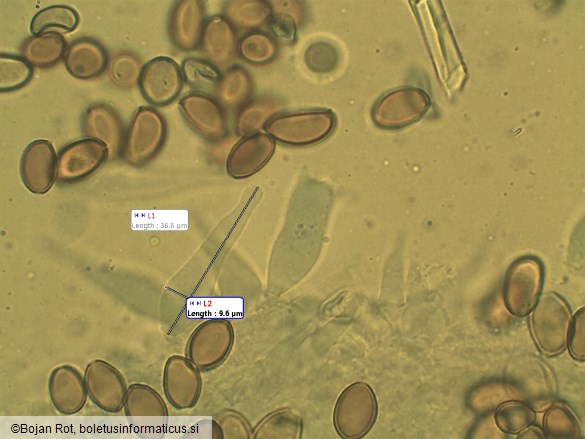 Agrocybe pediades