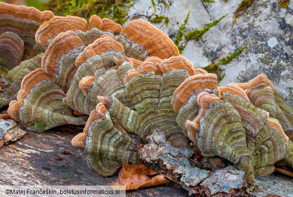 Stereum subtomentosum