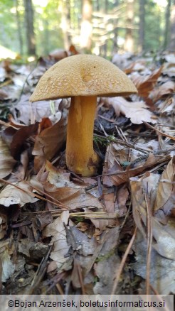 Suillus variegatus