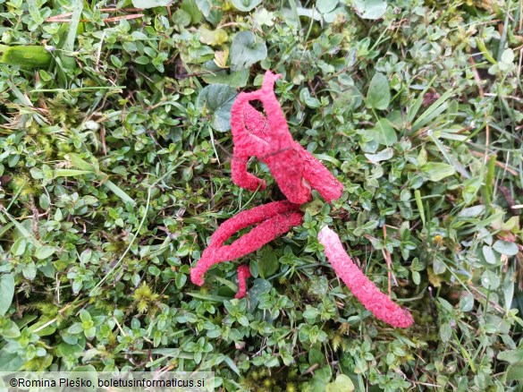 Clathrus archeri