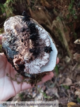 Ganoderma applanatum