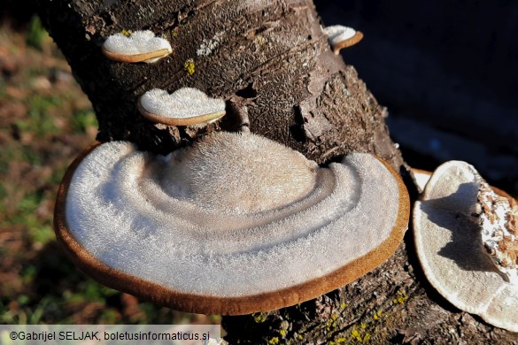 Trametes hirsuta