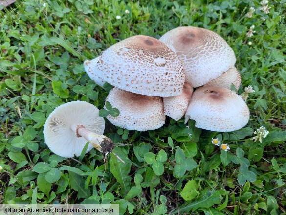 Leucoagaricus americanus