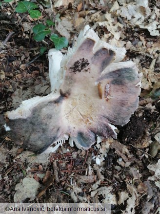 Russula cyanoxantha