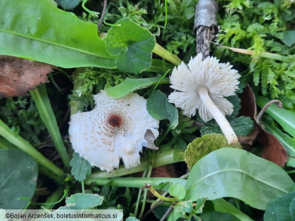 Lepiota cristata
