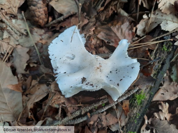 Tricholoma columbetta