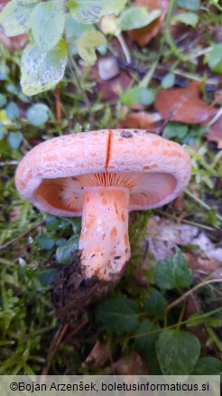 Lactarius deterrimus