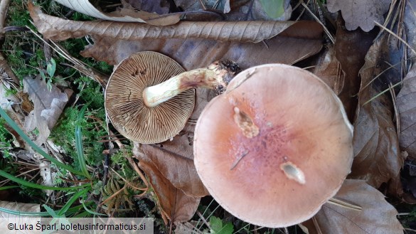 Cortinarius odorifer