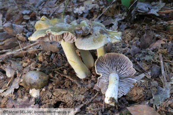 Tricholoma luridum