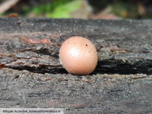 Lycogala epidendrum