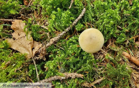 Agrocybe praecox