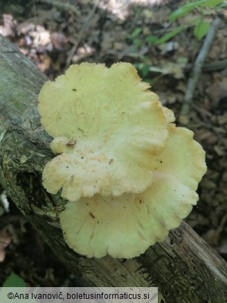 Pholiota squarrosa