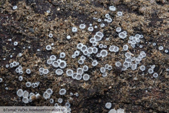 Lachnella alboviolascens