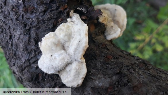 Trametes gibbosa