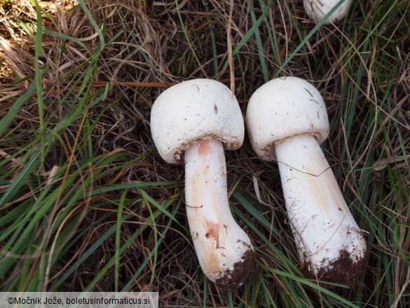 Agaricus benesii