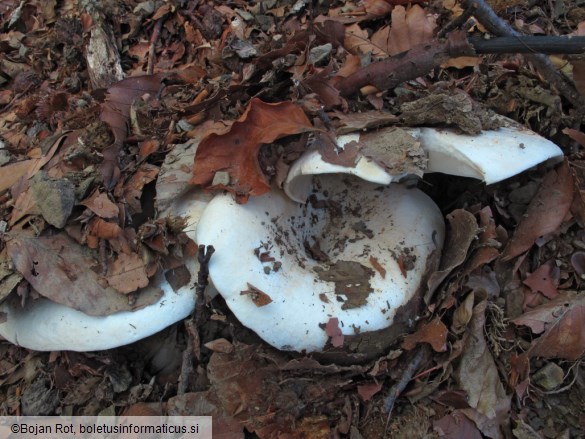 Russula chloroides