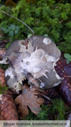 Tricholoma saponaceum