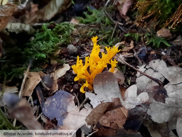 Calocera viscosa