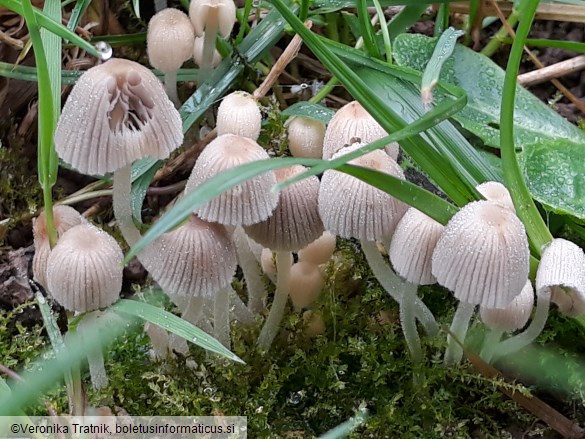 Coprinellus disseminatus