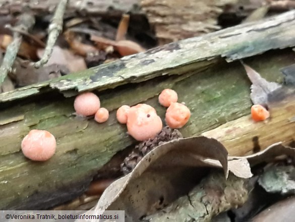 Lycogala epidendrum