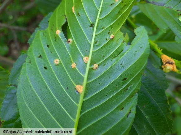 Puccinia coronata